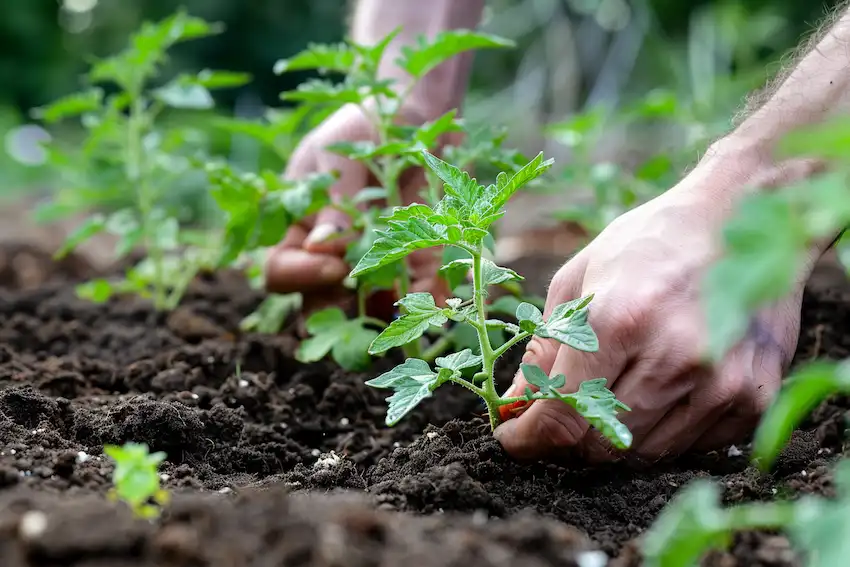 La Guida Definitiva Alla Semina Dei Pomodori Consigli Degli Esperti