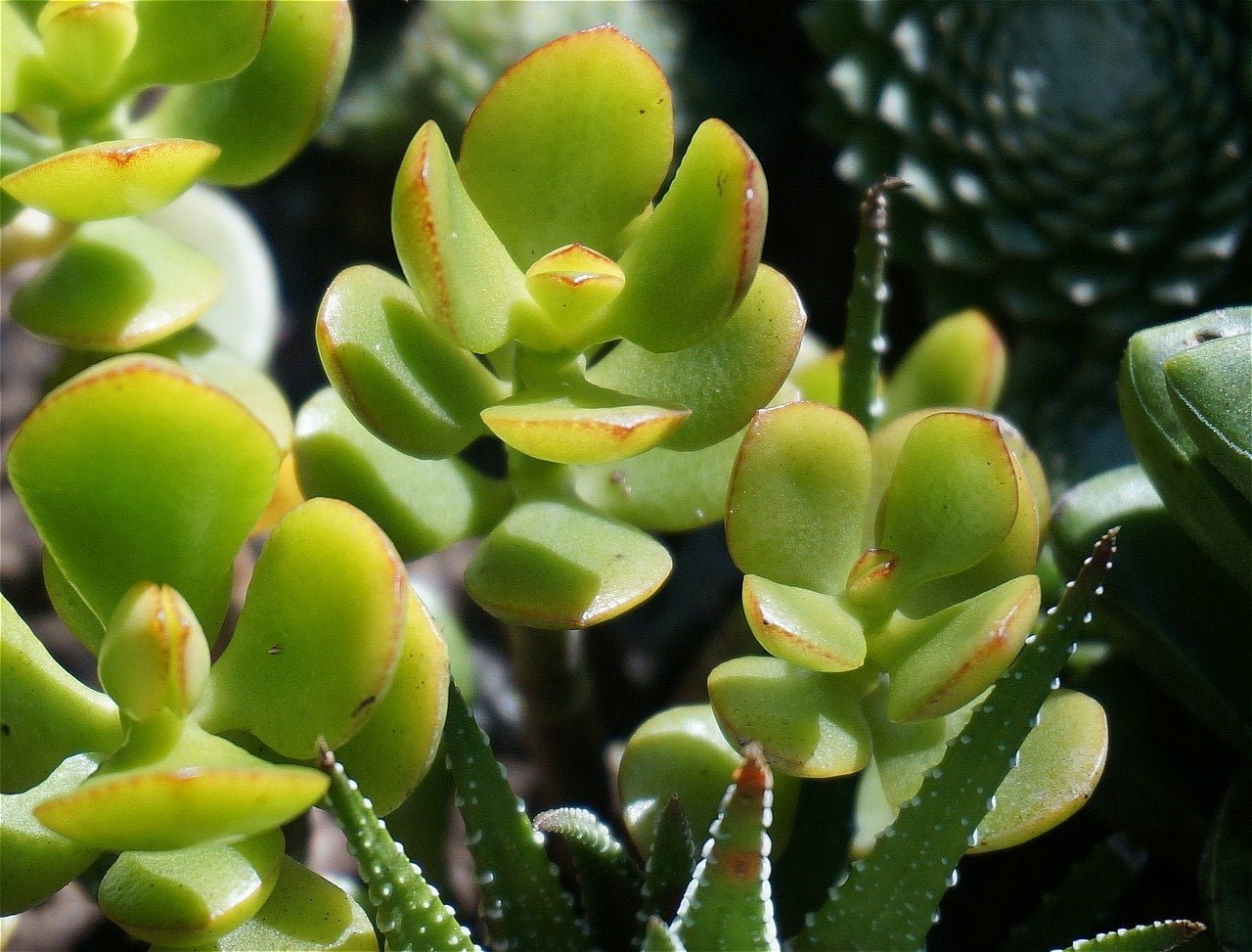 Non sapevo potesse fiorire così splendidamente La fioraia ha