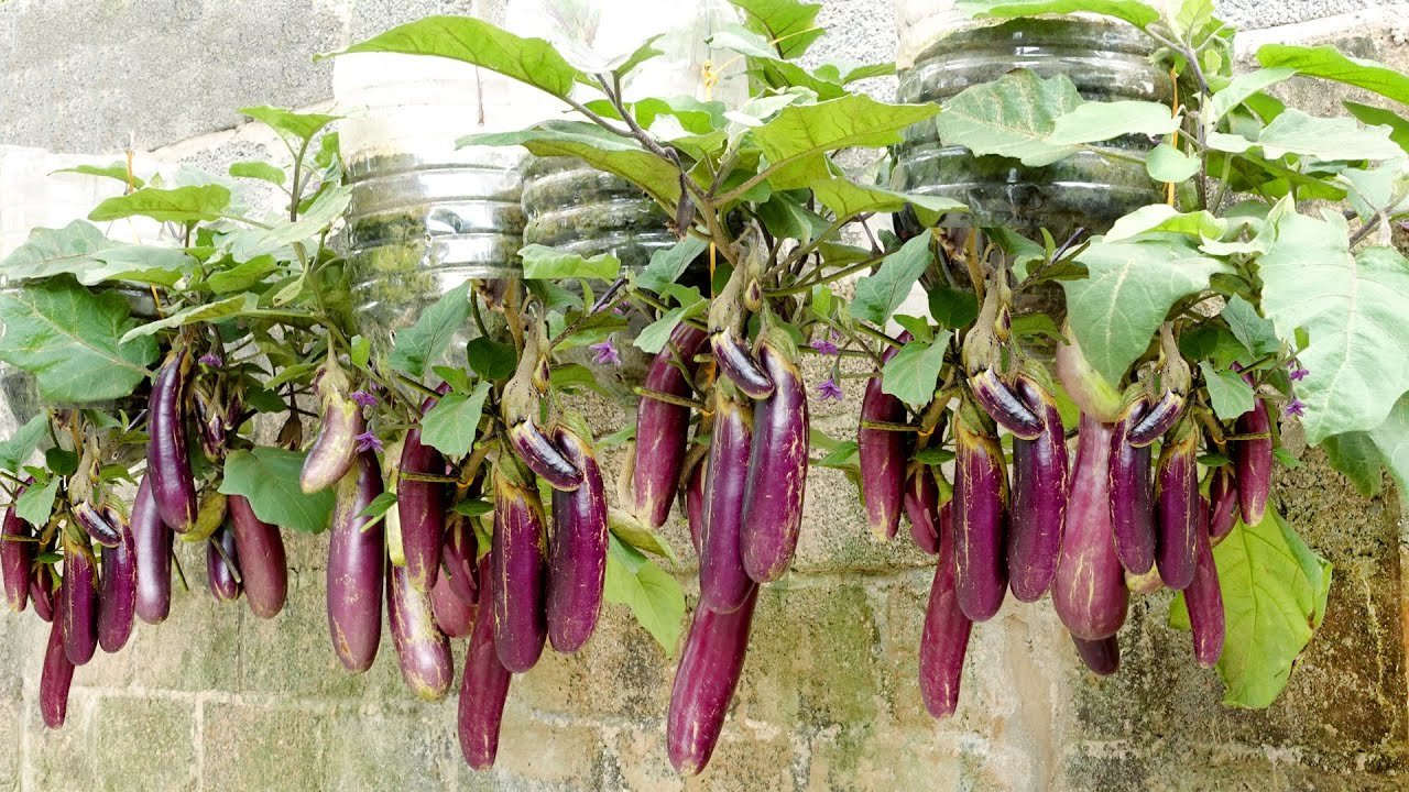 Come Coltivare Le Melanzane In Sacchi Di Terriccio Giardinaggio E Tips