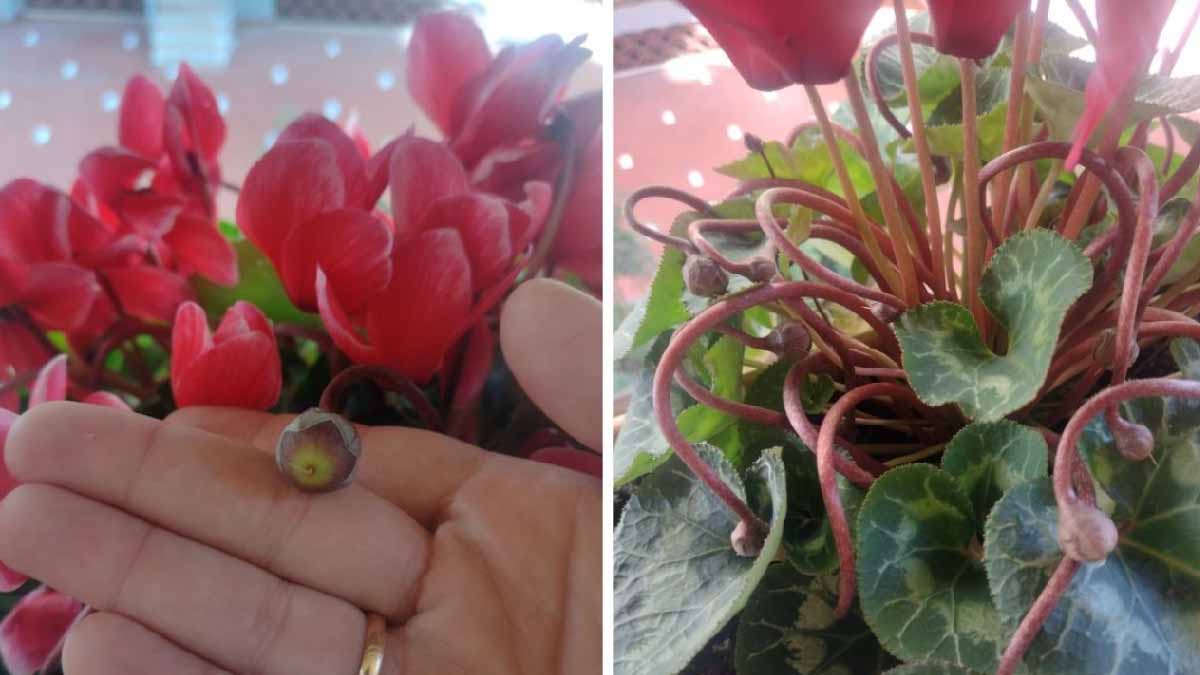 Palline Di Argilla Espansa 3-5mm Per Piante - Drenaggio E Decorazione Vasi, Idroponica - Foto 12