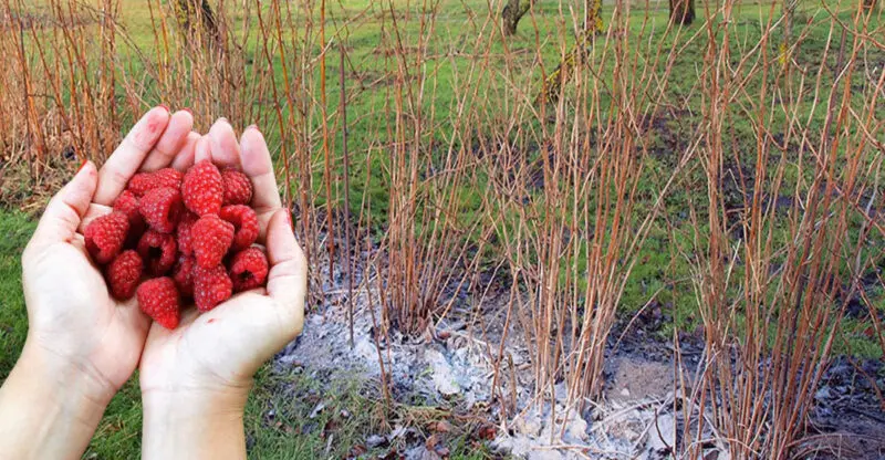 Quando E Come Iniziare La Concimazione Primaverile Delle Maline Per Un