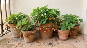Vasi di terracotta con piante di fragole, frutti rossi e fiori bianchi, su un balcone italiano soleggiato