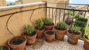 Balcone con vasi di terracotta collegati a un impianto a goccia con tubicini lungo la ringhiera in ferro battuto.