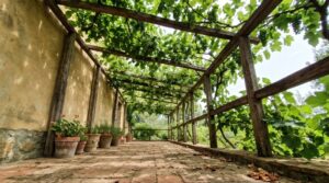 Pergolato in legno coperto di vite che proietta ombra screziata su una terrazza in cotto accanto a un muro intonacato