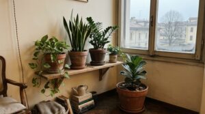 Angolo appartamento a dicembre con pothos, sansevieria e zamioculcas in vasi di terracotta vicino a una finestra grigia