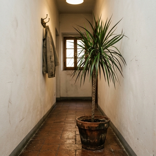 Dracaena marginata in vaso di terracotta in un corridoio italiano con poca luce naturale