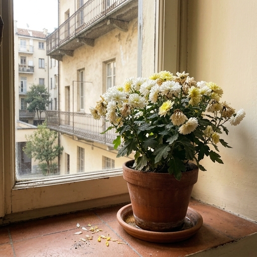Crisantemo in fiore con petali bianchi e gialli in vaso di terracotta vicino a finestra luminosa esposta a sud