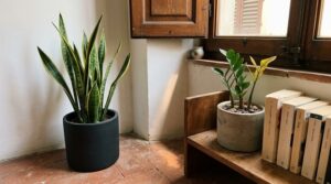 Angolo salotto italiano con sansevieria in vaso di terracotta nera, luce naturale da finestra e pavimento in cotto